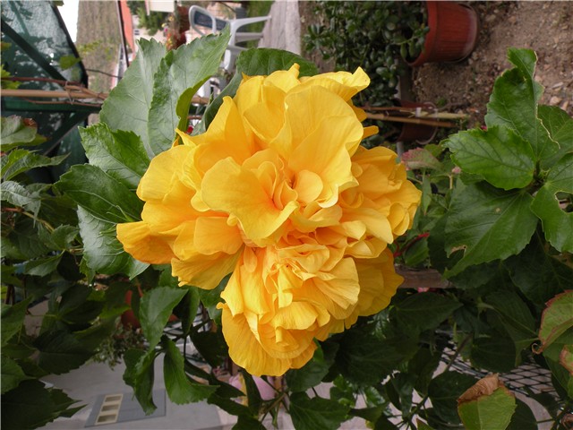 hibiskus